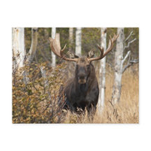 Bull Moose Impressionante