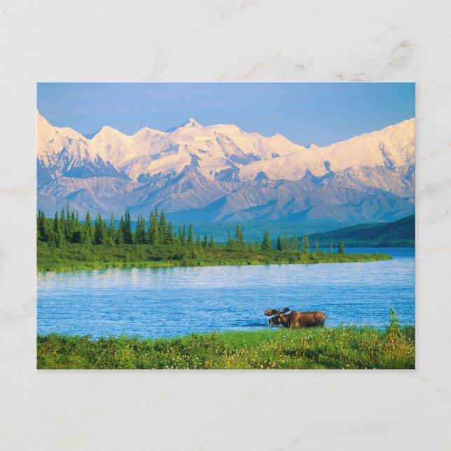 Cartão Postal Bull moose in Wonder Lake (Frente)