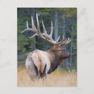 Cartão Postal Bull Rocky Mountain Elk