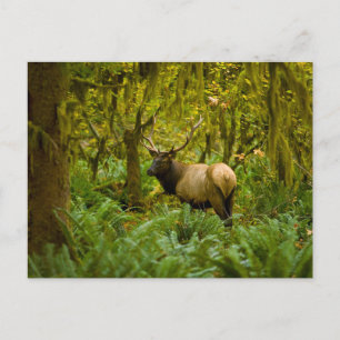 Cartão Postal Bull Roosevelt Elk
