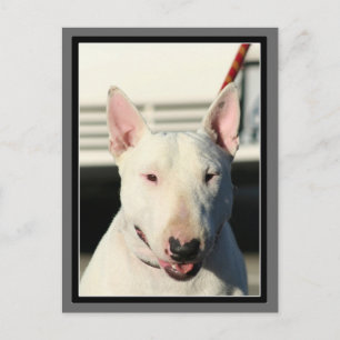 Cartão postal Bull Terrier