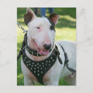 Cartão Postal Bull Terrier