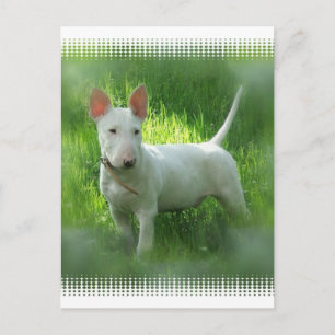 Cartão postal Bull Terrier