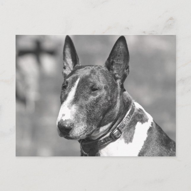 Cartão Postal Bull Terrier Dog (Frente)