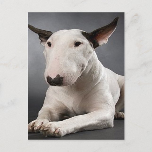 Cartão postal Bull Terrier inglês (Frente)