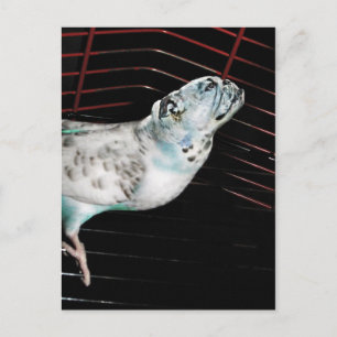 Cartão Postal Bulldgie