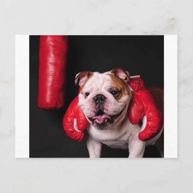 Cartão Postal Bulldog Boxer (Frente)