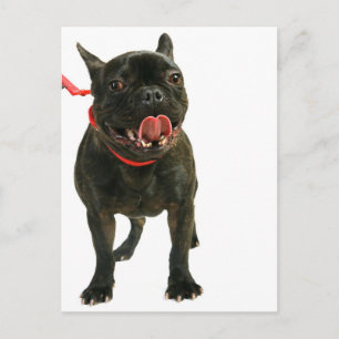 Cartão Postal Bulldog Francês