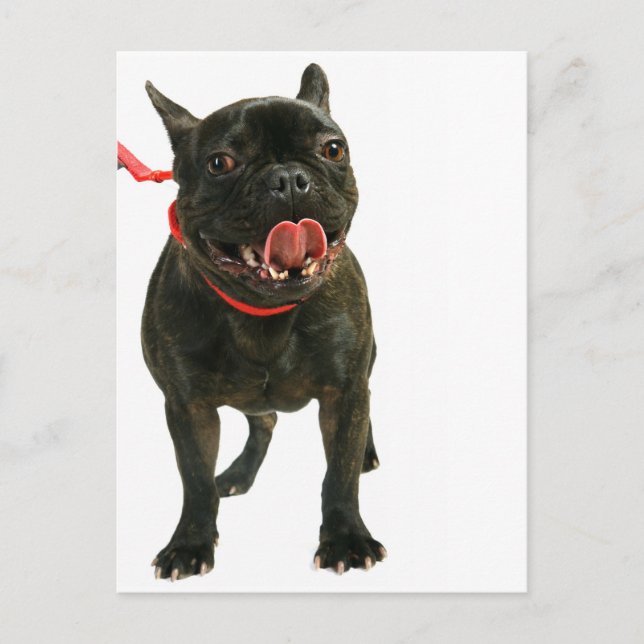 Cartão Postal Bulldog Francês (Frente)