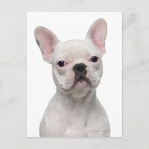 Cartão Postal Bulldog Francês (5 meses de idade)