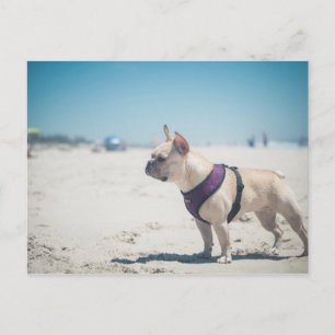 Cartão Postal Bulldog Francês Na Praia