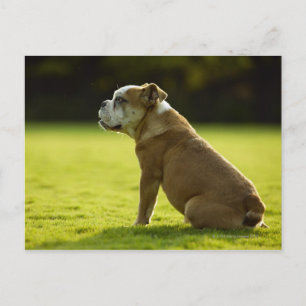 Cartão Postal Bulldog no campo