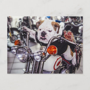 Cartão Postal Bulldog on Motorcycle