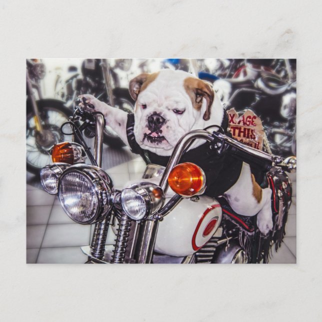 Cartão Postal Bulldog on Motorcycle (Frente)