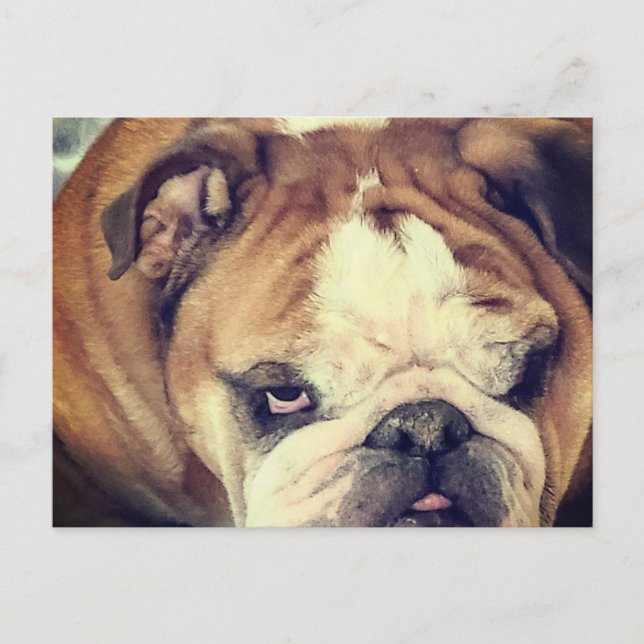Cartão Postal bulldog stink eye (Frente)