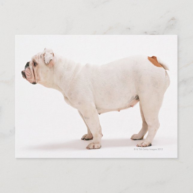 Cartão Postal Bulldogue (Frente)