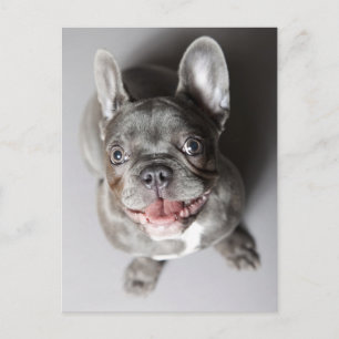 Cartão Postal Bulldogue Francês