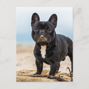 Cartão Postal Bulldogue Francês Brincando na Areia