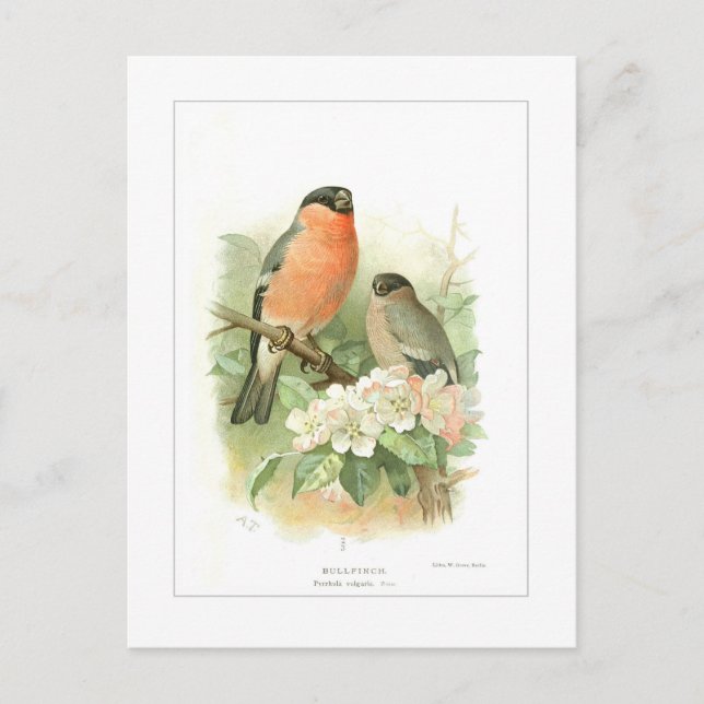 Cartão Postal Bullfinch (Frente)