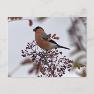 Cartão Postal Bullfinch