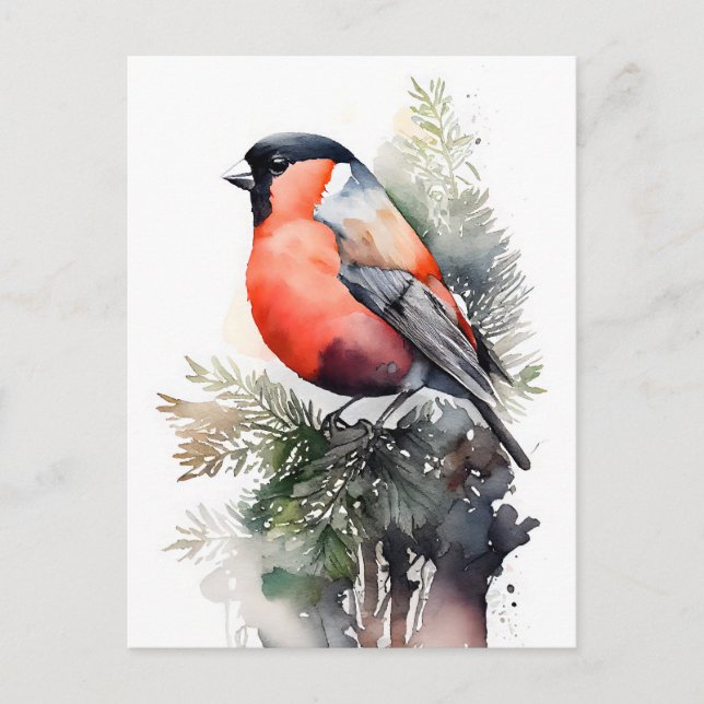 Cartão Postal Bullfinch de Aquarela em uma Ramificação de Pinho  (Frente)