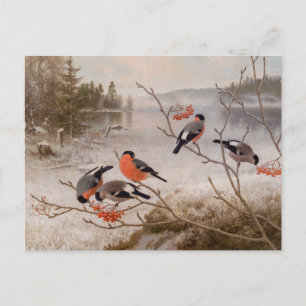 Cartão Postal Bullfinches na paisagem de inverno CC0821 Von Wrig