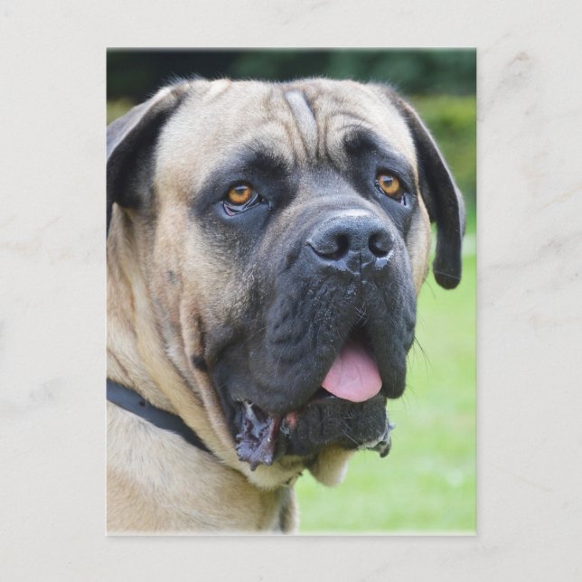 Cartão Postal Bullmastiff (Frente)