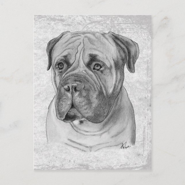 Cartão Postal Bullmastiff (Frente)