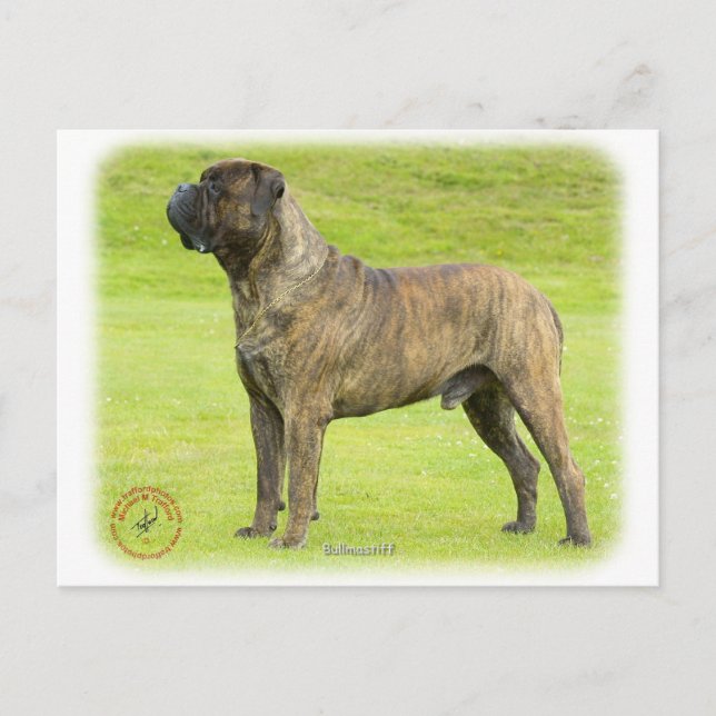 Cartão Postal Bullmastiff 9R071D-077 (Frente)