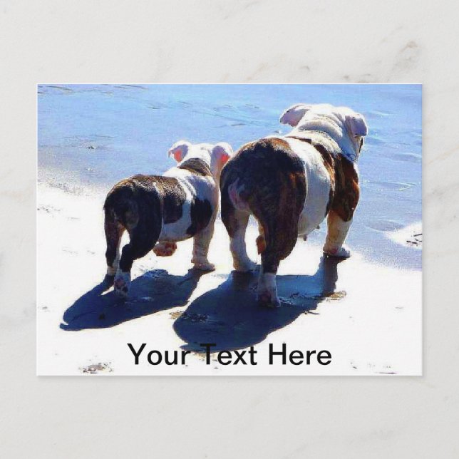 Cartão Postal Bulls Inglês (Frente)