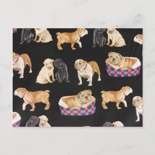 Cartão Postal Bulls & Shar Peis (Frente)