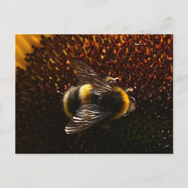 Cartão Postal Bumble Bee (Frente)