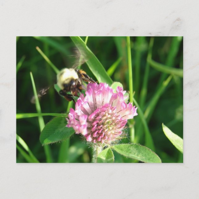 Cartão Postal Bumble Bee em Red Clover (Frente)