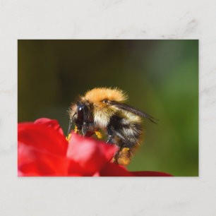 Cartão Postal Bumble Bee Em Um Dahlia