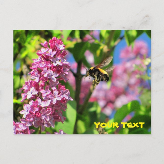 Cartão Postal Bumble Bee pairando sobre Lilacs (Frente)