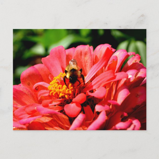 Cartão Postal Bumble floral de coral vermelho elegante (Frente)