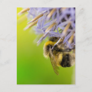 Cartão Postal Bumblebee em uma flor