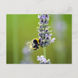 Cartão Postal Bumblebee na Lavanda
