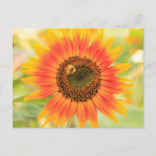 Cartão Postal Bumblebee on sunflower, Community Garden