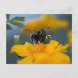 Cartão postal Bumblow