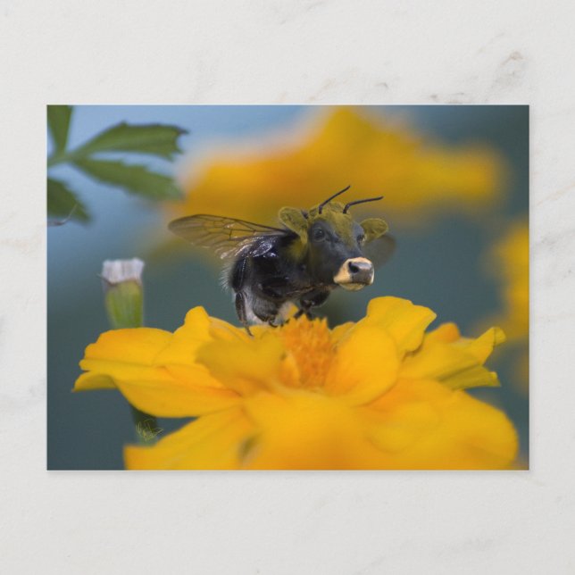 Cartão postal Bumblow (Frente)