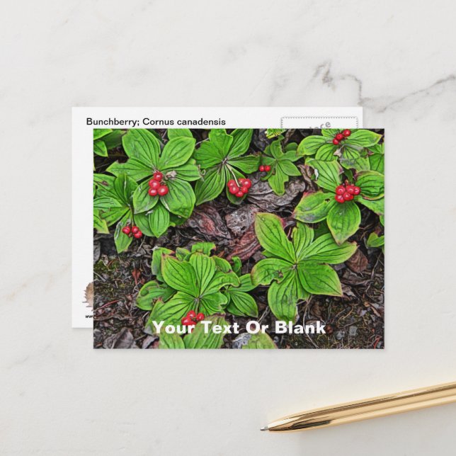 Cartão Postal Bunchberry Com Frutas Vermelhas (Frente/Verso In Situ)