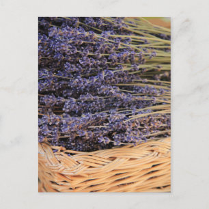 Cartão Postal Bunches de Lavendel