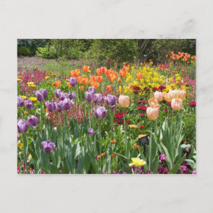 CARTÃO POSTAL BUNCHOS DE TULIPS