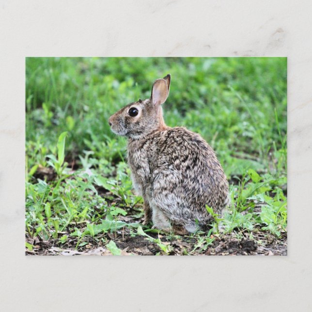 Cartão Postal Bunny (Frente)