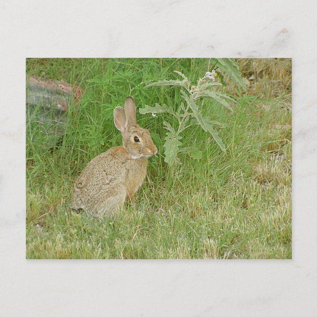 Cartão Postal Bunny So Bonito (Frente)