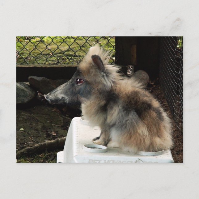 Cartão postal Bunnyporco (Frente)