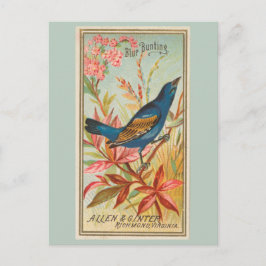 Cartão Postal Bunting Azul