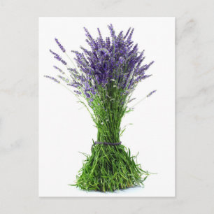 Cartão Postal buquê lavanda