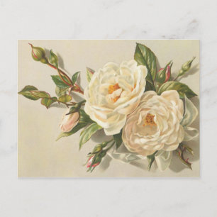 Cartão Postal Buquê Vintage Creamy White Roses, vitoriano